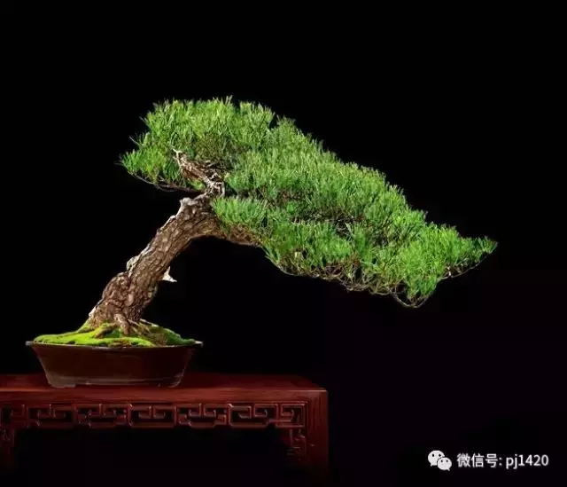 這些盆景竟拍出幾十萬到百萬