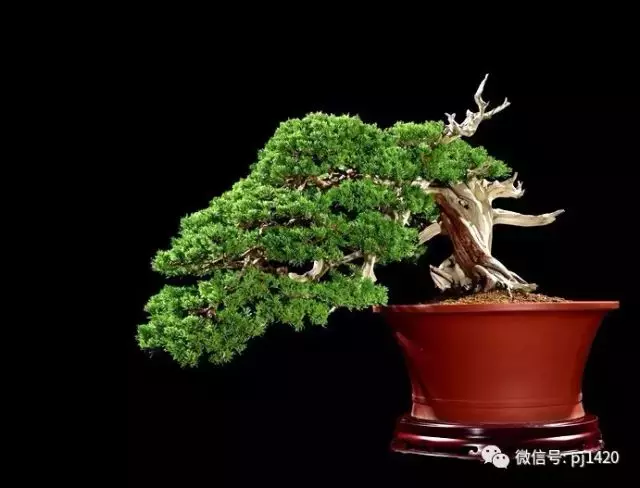 這些盆景竟拍出幾十萬到百萬