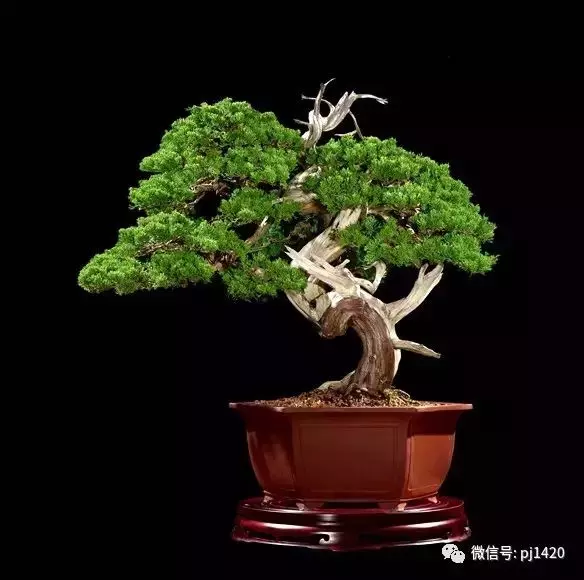 這些盆景竟拍出幾十萬到百萬