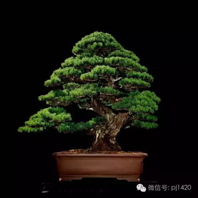 這些盆景竟拍出幾十萬到百萬