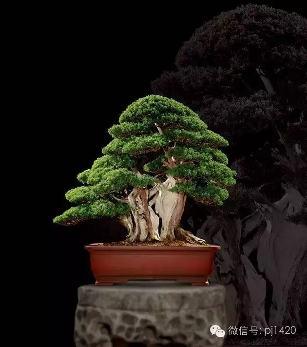 這些盆景竟拍出幾十萬到百萬