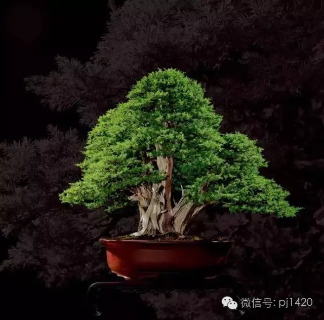 這些盆景竟拍出幾十萬到百萬