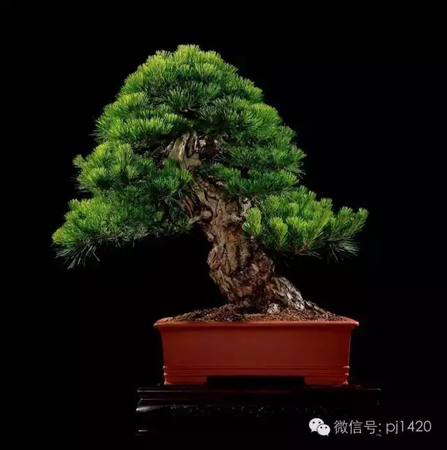 這些盆景竟拍出幾十萬到百萬