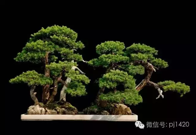 這些盆景竟拍出幾十萬到百萬