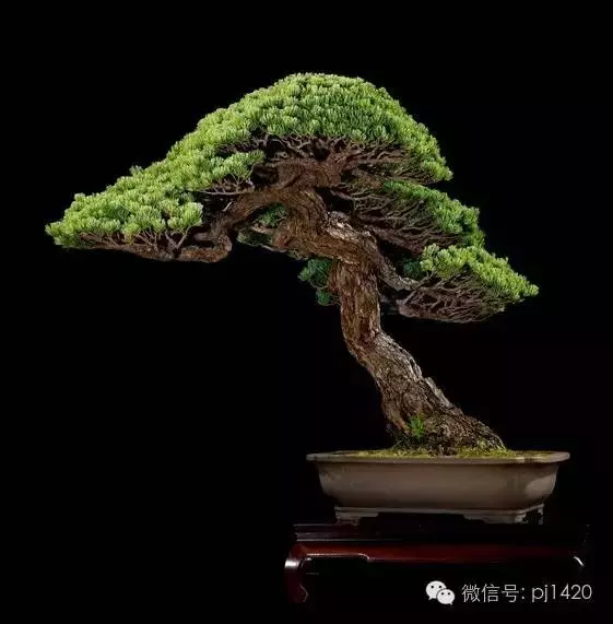 這些盆景竟拍出幾十萬到百萬