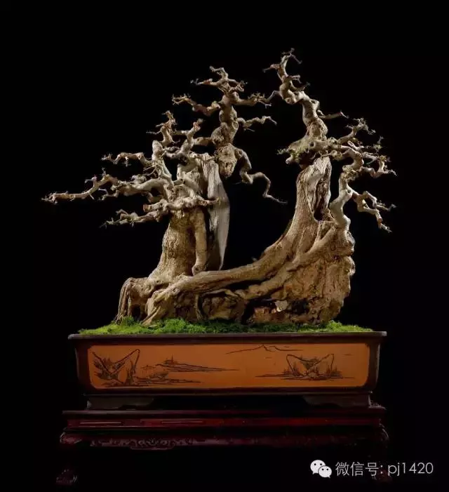 這些盆景竟拍出幾十萬到百萬