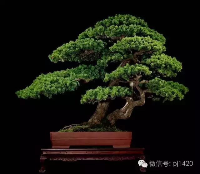 這些盆景竟拍出幾十萬到百萬