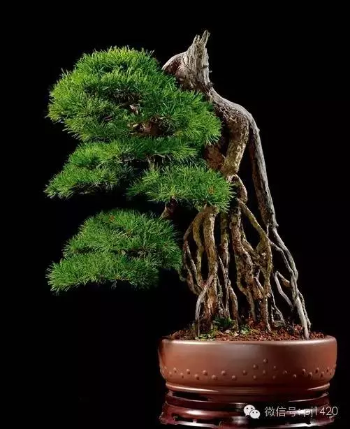 這些盆景竟拍出幾十萬到百萬