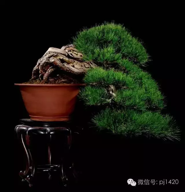 這些盆景竟拍出幾十萬到百萬