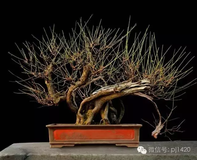這些盆景竟拍出幾十萬到百萬