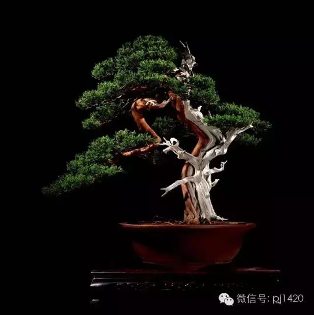 這些盆景竟拍出幾十萬到百萬