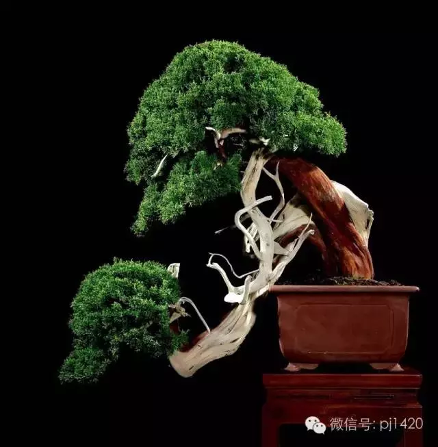 這些盆景竟拍出幾十萬到百萬
