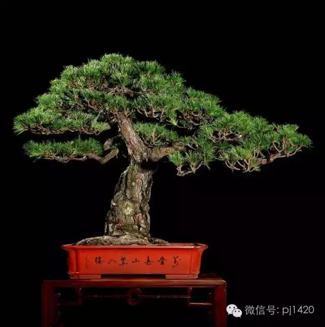 這些盆景竟拍出幾十萬到百萬