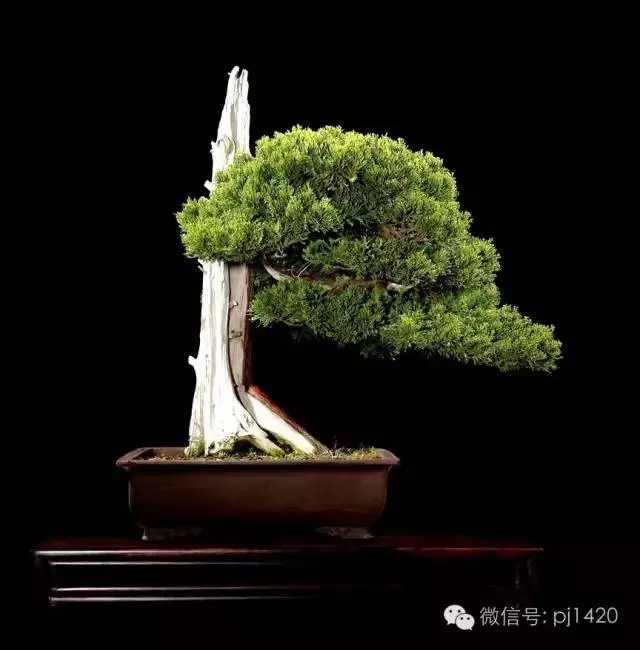 這些盆景竟拍出幾十萬到百萬
