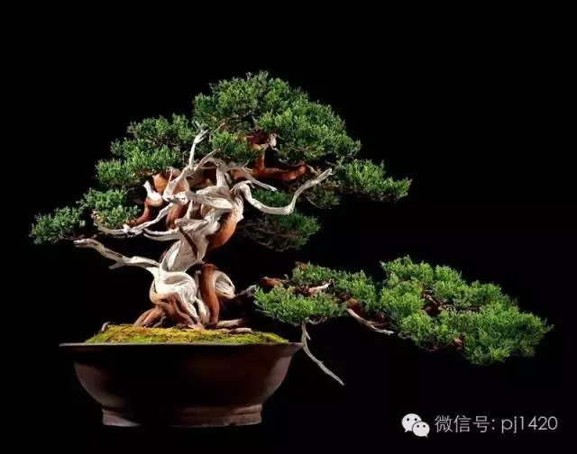 這些盆景竟拍出幾十萬到百萬