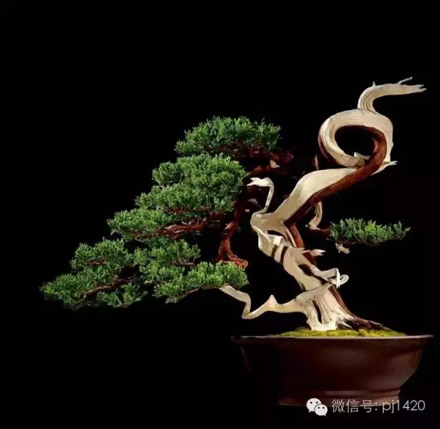 這些盆景竟拍出幾十萬到百萬