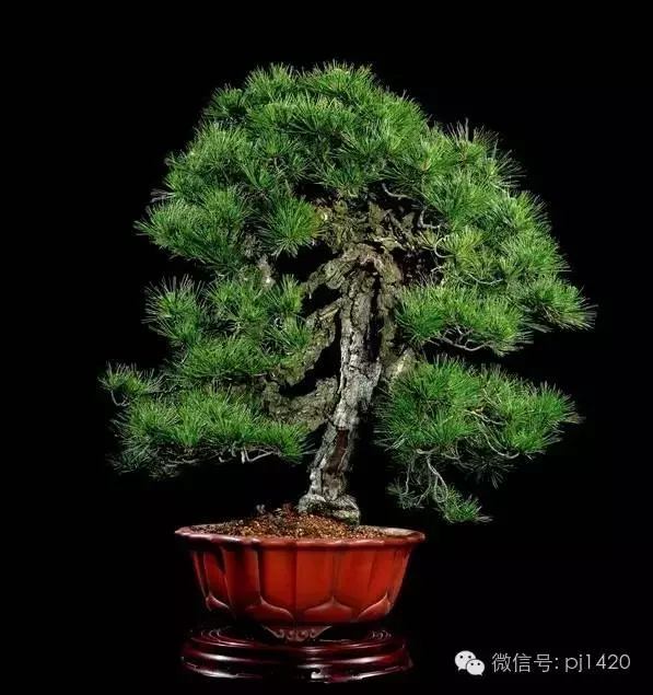 這些盆景竟拍出幾十萬到百萬
