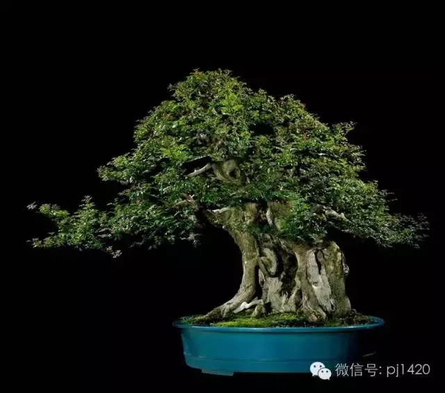 這些盆景竟拍出幾十萬到百萬