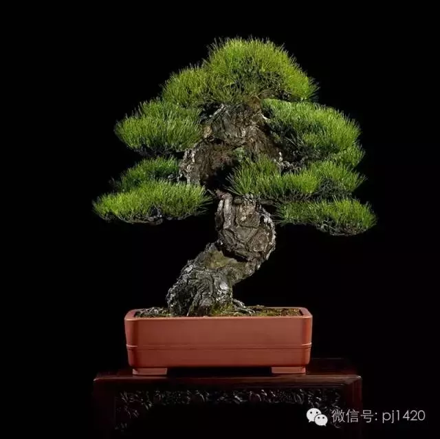 這些盆景竟拍出幾十萬到百萬