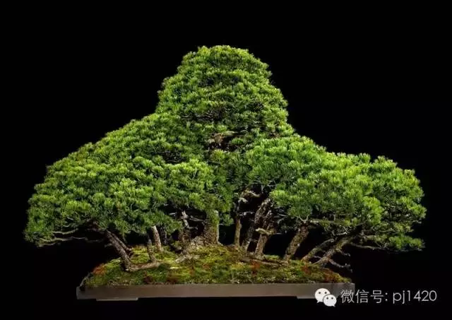 這些盆景竟拍出幾十萬到百萬