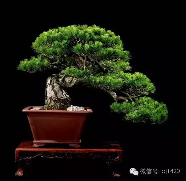 這些盆景竟拍出幾十萬到百萬