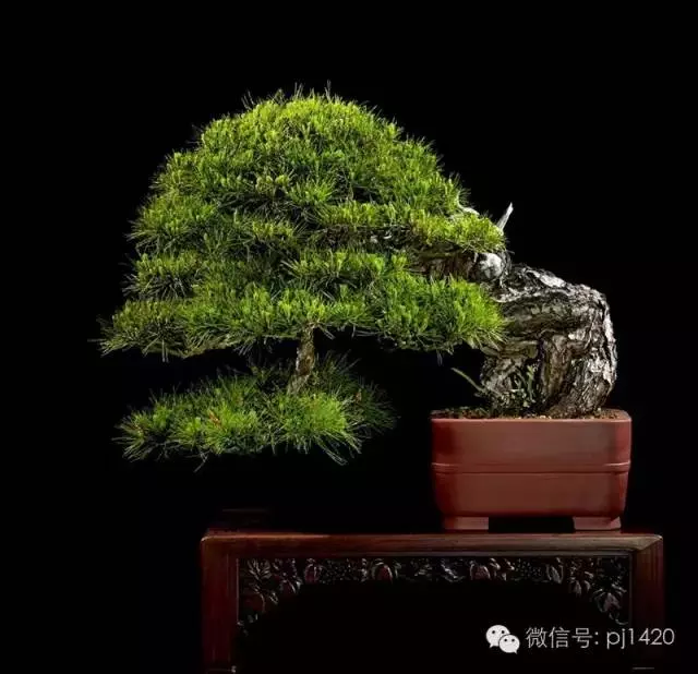 這些盆景竟拍出幾十萬到百萬