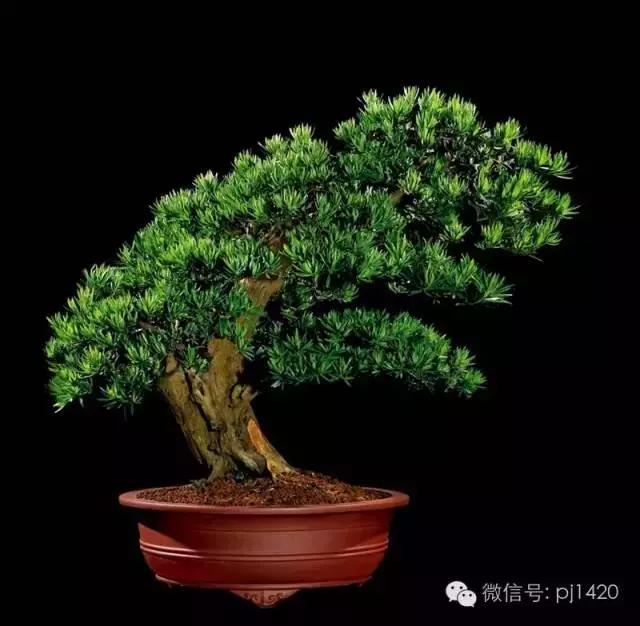 這些盆景竟拍出幾十萬到百萬