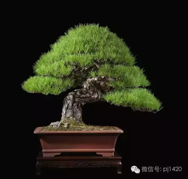 這些盆景竟拍出幾十萬到百萬