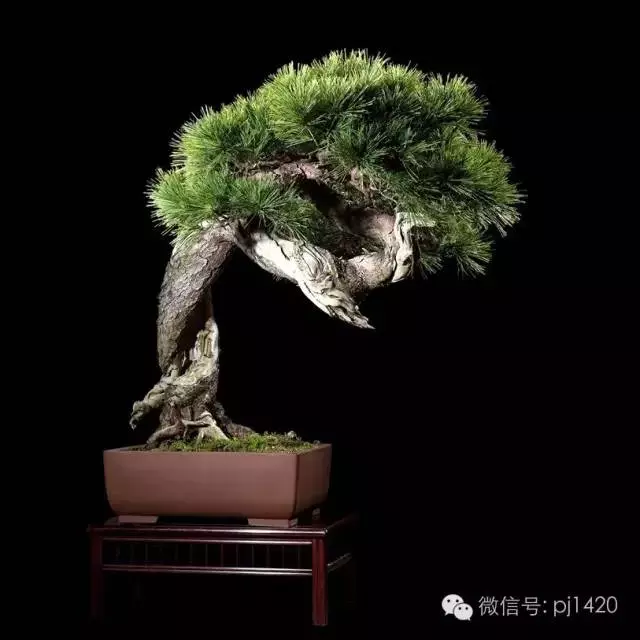 這些盆景竟拍出幾十萬到百萬
