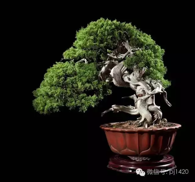 這些盆景竟拍出幾十萬到百萬