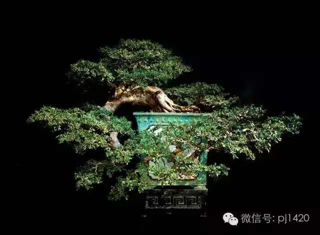 這些盆景竟拍出幾十萬到百萬