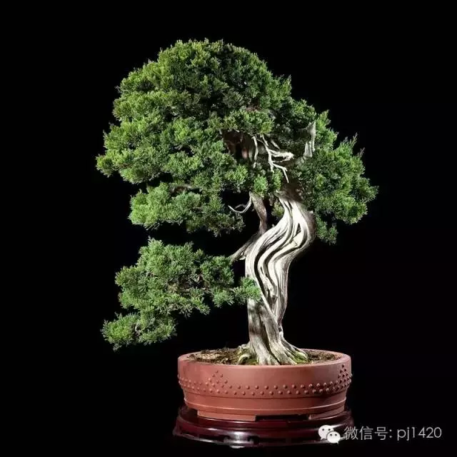 這些盆景竟拍出幾十萬到百萬
