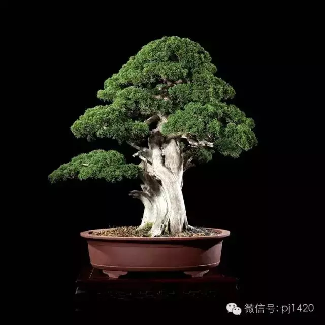 這些盆景竟拍出幾十萬到百萬