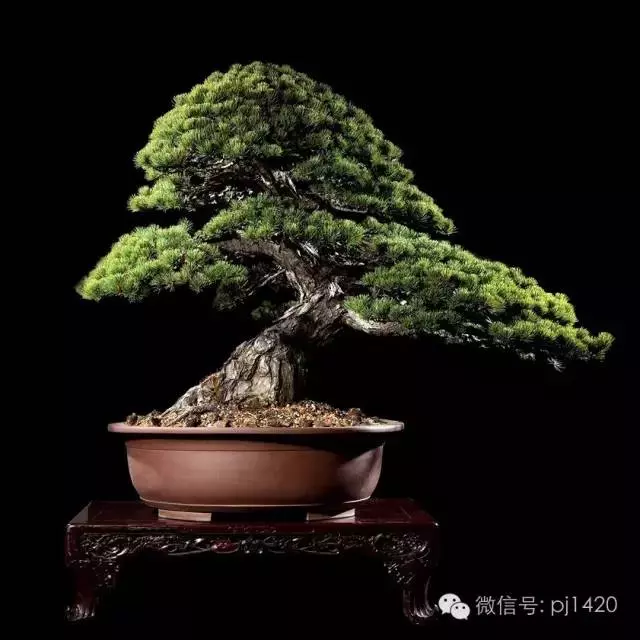 這些盆景竟拍出幾十萬到百萬