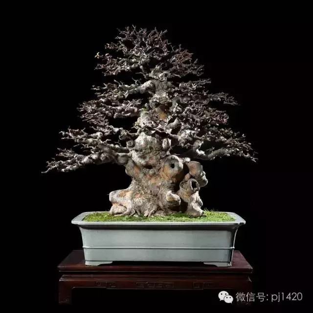 這些盆景竟拍出幾十萬到百萬