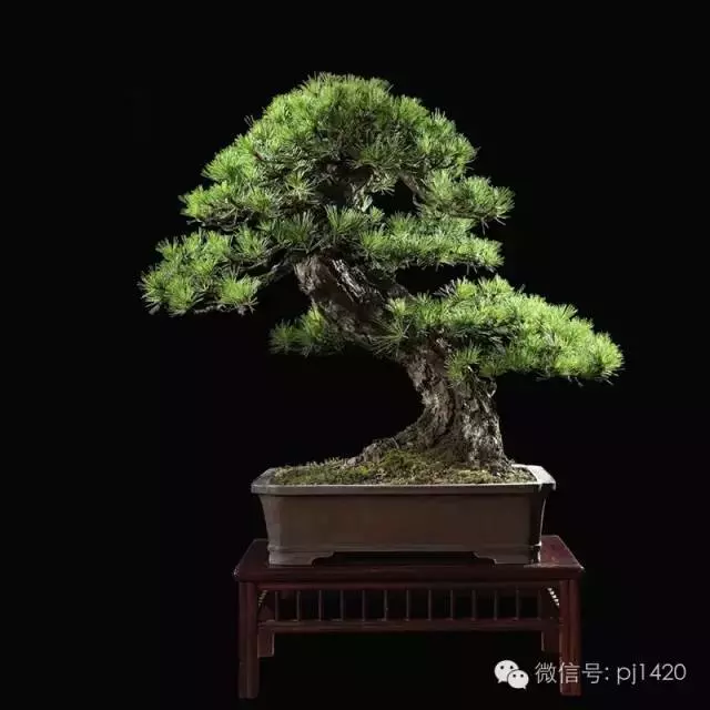 這些盆景竟拍出幾十萬到百萬
