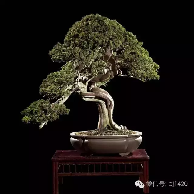 這些盆景竟拍出幾十萬到百萬