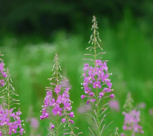別不信,動植物居然也會「趁火打劫」