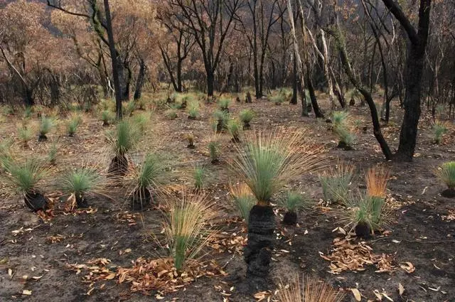 別不信,動植物居然也會「趁火打劫」