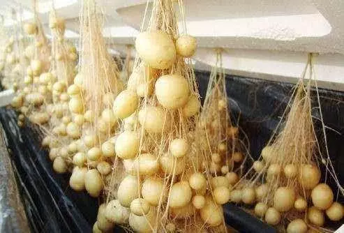土豆種到陽台上,水培土豆技術要點,人人可試