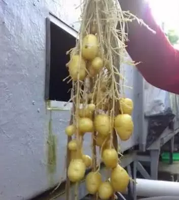 土豆種到陽台上,水培土豆技術要點,人人可試