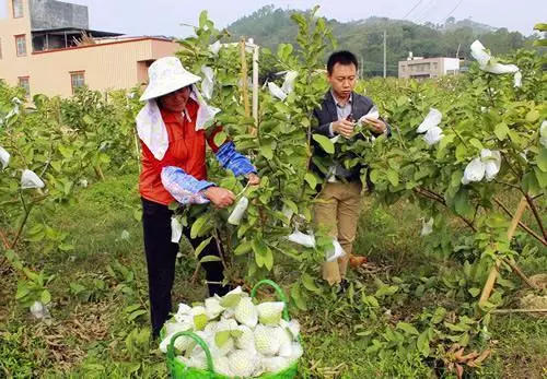 老伴離世,老婦種下一片果林,三年之後,果樹上長出了一袋袋錢