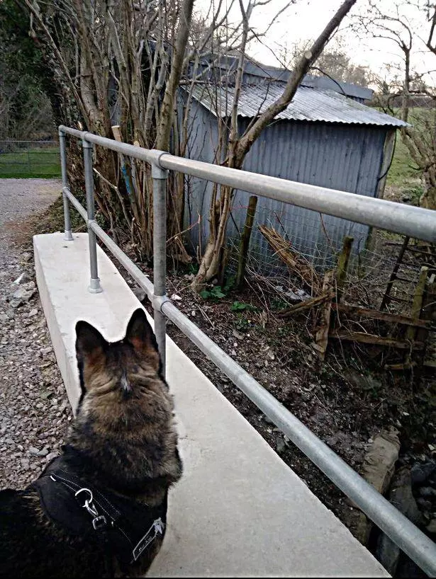 這哈士奇絕對能當警犬..一臉嚴肅正氣,還幫警察抓住毒販
