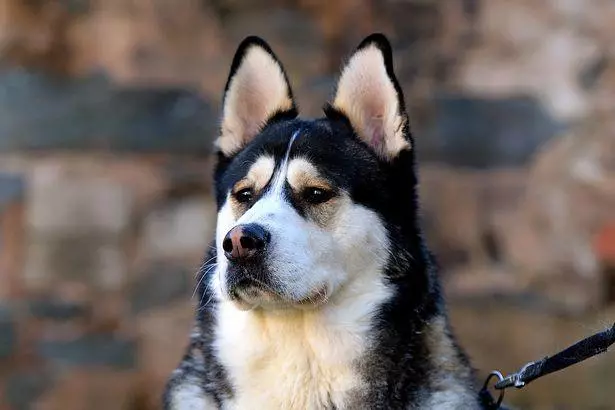 這哈士奇絕對能當警犬..一臉嚴肅正氣,還幫警察抓住毒販