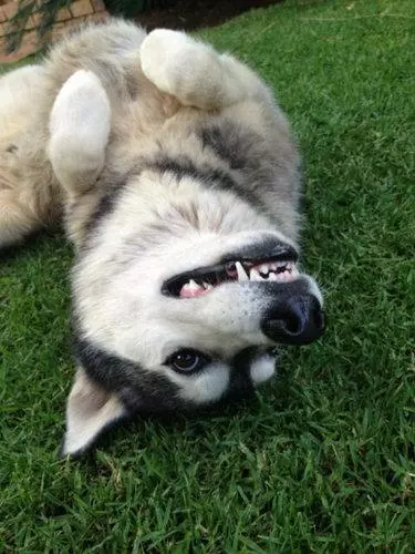 這哈士奇絕對能當警犬..一臉嚴肅正氣,還幫警察抓住毒販