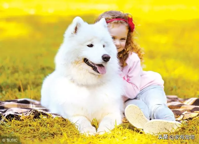 狗狗不像我們人一樣會說話,如何辨識小狗的行為?