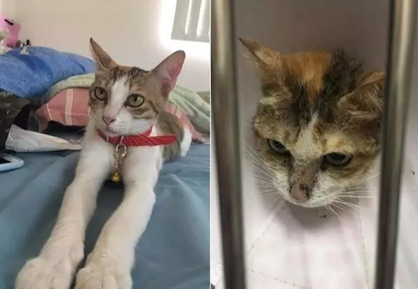 三花貓咪因病被退養,病癒後卻出現心理問題,生無可戀拔毛自殘