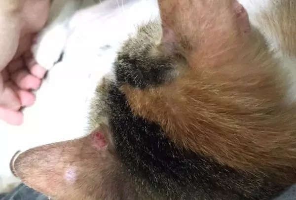 三花貓咪因病被退養,病癒後卻出現心理問題,生無可戀拔毛自殘