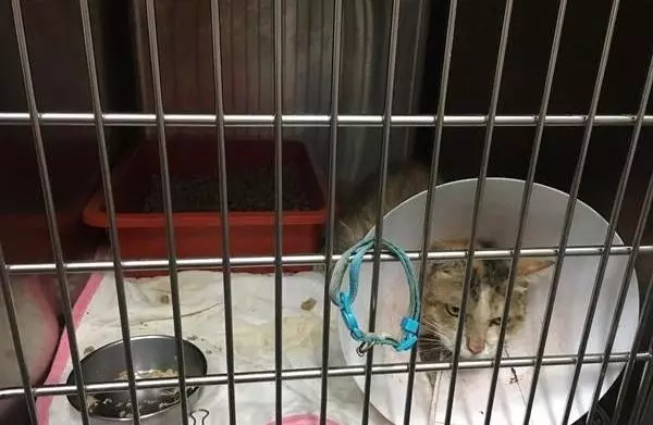 三花貓咪因病被退養,病癒後卻出現心理問題,生無可戀拔毛自殘