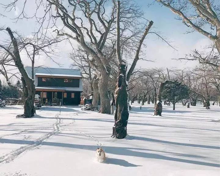 一家四口隱居在超美北海道過著「田園生活」,日常生活照吸引數十萬人追蹤!